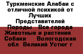 Туркменские Алабаи с отличной психикой от Лучших Представителей Породы - Все города Животные и растения » Собаки   . Вологодская обл.,Великий Устюг г.